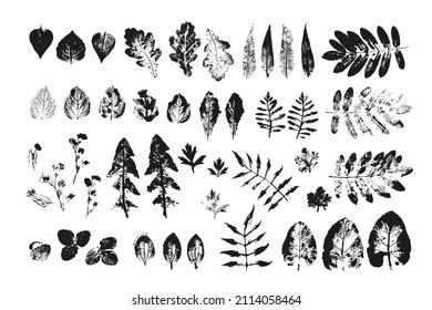 black  leaves imprints white background  Hand drawn floral elements  set vector foliage stamp  Collection maple  rowan  oak  birch   other leaf tree