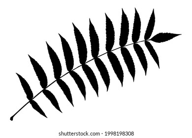 Black leaves silhouette isolated on white background. Realistic foliage. Stencil plant. Vector illustration, EPS 10.