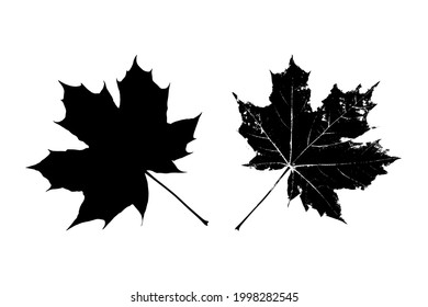 Black leaves silhouette isolated on white background. Realistic foliage. Canadian maple. Stencil plant. Vector illustration, EPS 10.