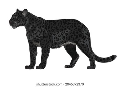 black leopard pictures, exotic,wild animal, art.illustration, vector