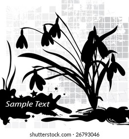 black lily