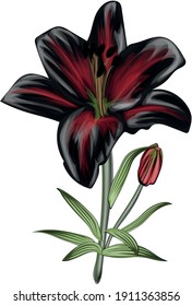  Black Lily Flowers vector - Detailed vector flower