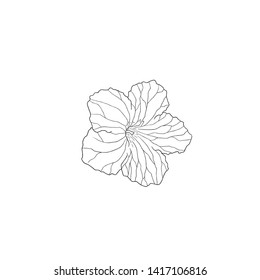 Black Line Art Cape PrimRose Vector in Top View. Hand Draw Line Flower with Great Detail for Streptocarcus. The Nodding Violet