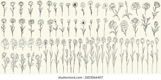 Black line art of carnations for wedding invitations, feminine botanical floral branch, trendy greenery, hand-drawn herbs for branding, logos, floral decor, wedding flowers, elegant wedding designs