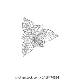 Black Line Art Crocus Flower in Vector other name Iridaceae. Iris Family. Line Art in Top View Detail