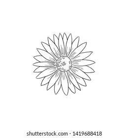 Black Line Art Daisy Flower in Hand Drawing Vector Art. common daisy, lawn daisy or English daisy. bruisewort, woundwort or Bellis perennis
