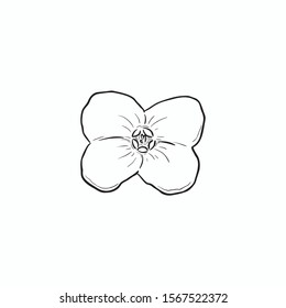 Black Line Art Euphorbia flower in Hand Drawing Vector Art. Euphorbia is a very large and diverse genus of flowering plants, commonly called spurge, in the spurge family.