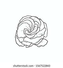 Black Line Art Eustoma flower Bed in Hand Drawing Vector Art. Eustoma flowers are tricky to grow and require some maintenance. Eustoma flowers are either single-flowered or double-flowered.