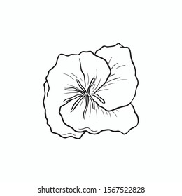 Black Line Art Evening Primrose flower in Hand Drawing Vector Art. evening star, Sun drop, Sun Cup, weedy evening primrose, German Rampion, hog weed, King's cure-all, or fever-plant. 