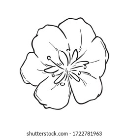 Black Line Art for Kaffir Lily (Clivia Miniata) Flower in Hand Drawing Vector Art is a species of flowering plant in the genus Clivia of the family Amaryllidaceae