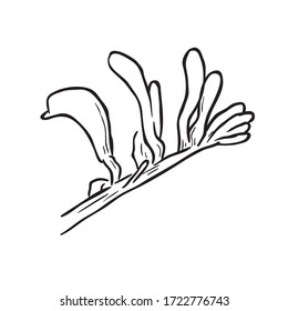 Black Line Art for Kangaroo Paw Flower in Hand Drawing Vector Art  is the common name for a number of species, in two genera of the family Haemodoraceae, that are endemic to the south-west of Western 