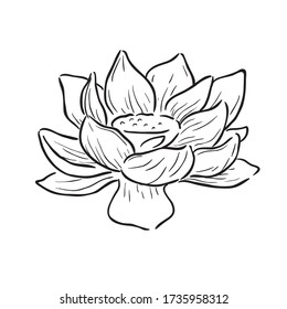 Black Line Art for Lotus (Nelumbo Nucifera) Flower in Hand Drawing Vector Art is one of two extant species of aquatic plant in the family Nelumbonaceae