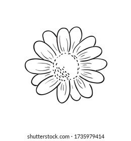 Black Line Art For Marguerite Daisy (Argyranthemum) Flower In Hand Drawing Vector Art Is A Genus Of Flowering Plants Belonging To The Family Asteraceae