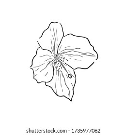 Black Line Art for Meconopsis (Blue Himalayan Poppy) Flower in Hand Drawing Vector Art is a genus of flowering plants in the family Papaveraceae