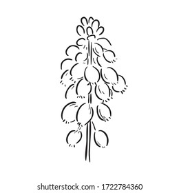 Black Line Art for Muscari (Grape Hyacinth) Flower in Hand Drawing Vector Art is a genus of perennial bulbous plants native to Eurasia that produce spikes of dense, most commonly blue