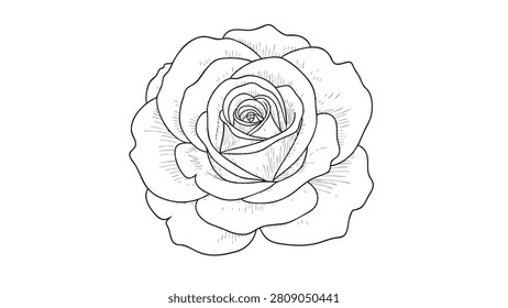 black line art vector icon rose with delicate engraving styl
