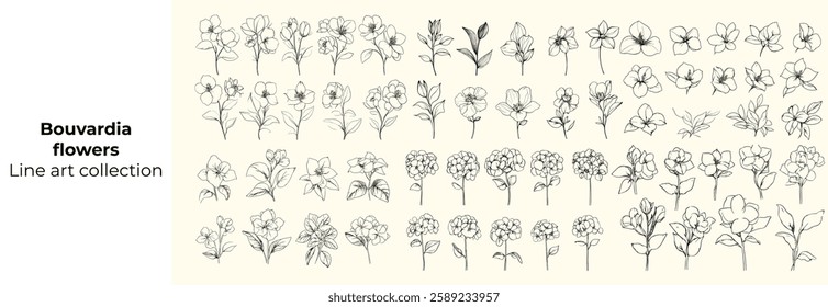 Black line art wedding decor with bouvardia flowers, feminine botanical illustrations, hand-drawn greenery, floral branch for logos, invitations, wedding herb designs, floral art, wedding decorations.