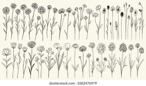 Black line art of wild field scabious, botanical floral branch, trendy greenery, wildflower collection for rustic decor, chic wedding stationery, personalized branding, vintage invitations