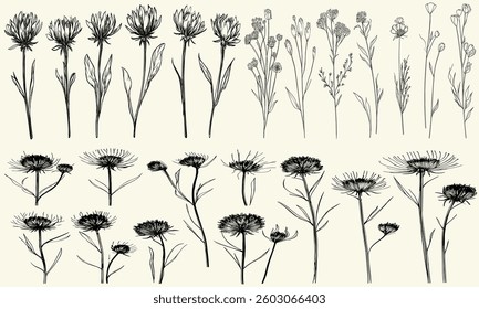 Black line art of wild knapweed for rustic wedding invitations, botanical floral branch, trendy greenery, wildflower collection, chic decor, personalized branding, modern wedding stationery