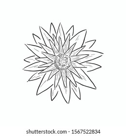 Everlasting Flower Stock Vectors, Images & Vector Art | Shutterstock