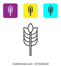 Black line Cereals set with rice, wheat, corn, oats, rye, barley icon isolated on white background. Ears of wheat bread symbols. Set icons colorful square buttons. Vector Illustration