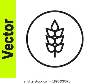 Black line Cereals set with rice, wheat, corn, oats, rye, barley icon isolated on white background. Ears of wheat bread symbols.  Vector