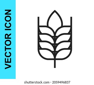 Black line Cereals set with rice, wheat, corn, oats, rye, barley icon isolated on white background. Ears of wheat bread symbols.  Vector