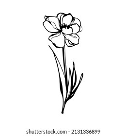 Black line doodle beautiful daffodil. Vector Outline illustration. Nature monochrome line art design. Hand drawn simple linear art