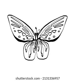 Black line doodle big butterfly. Vector Outline illustration. Nature monochrome line art design. Hand drawn simple linear art