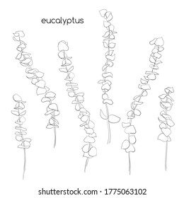 Ramas de eucalipto de dibujo en línea negra sobre fondo blanco. Hojas de arte de línea. Eucalipto natural para el diseño de decoración de tarjetas, invitación, boda