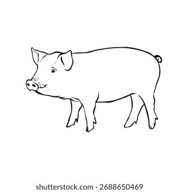 Dibujo de línea negra de una Ilustración vectorial de cerdo