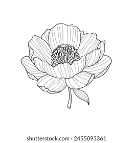 Black line drawing of stylized peony flower on white background. Vector illustration. Element for design in line art style for greeting card, wedding invitation, coloring book.