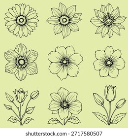 Black line flower illustrations grid nine designs botanical art light green background