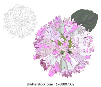 Black line flower isolated on the white background. Fancy flower coloring page or book.