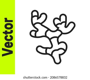 Black line Ginger root icon isolated on white background.  Vector