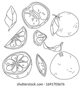 Black line grapefruit on white isolated backdrop. Sticker set for gift card, healthy food shop logo, bath tile, juice pack, color book. Phone case or cloth print. Drawn style stock vector illustration
