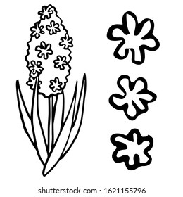 Black line hyacinth flower on white isolated backdrop. Jacinth for invitation or gift card, notebook sticker, bath tile, scrapbook. Phone case or cloth print. Doodle style stock vector illustration