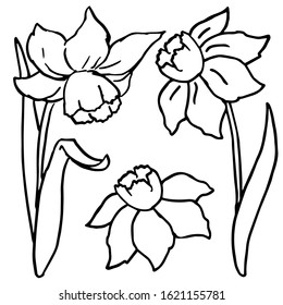 Black line jonquil sticker set on white isolated backdrop. Spring flowers for invitation or gift card, notebook, bath tile, scrapbook. Phone case or cloth print. Doodle style stock vector illustration