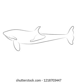 Black line killer whale on white background. Hand drawing vector. Sketch style graphic animal.