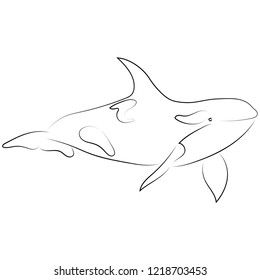 Black line killer whale on white background. Hand drawing vector. Sketch style graphic animal.