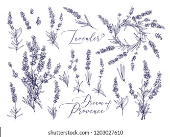 Black line lavender. Vector hand drawn tea herb Illustration set. Vintage retro sketch element for labels, packaging, textile and cards design.