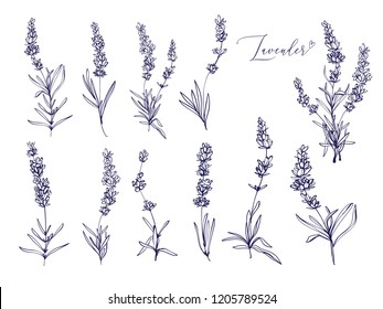 Black line lavender. Vector hand drawn tea herb Illustration set. Vintage retro sketch element for labels, packaging, textile and cards design.