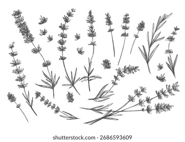 Black line lavender. Vector hand drawn tea herb Illustration set. Vintage retro sketch element for labels, packaging, textile and cards design.