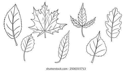Black line leaves isolated, fall leaf, sketch.