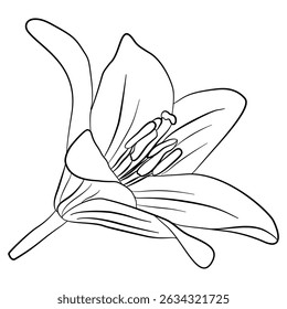 black line lilly flowers elements for decoration on transparent background