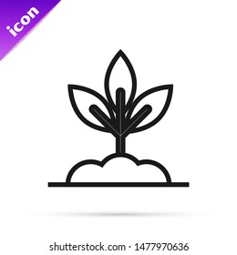Black line Plant icon isolated on white background. Seed and seedling. Leaves sign. Leaf nature.  Vector Illustration