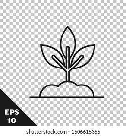 Black line Plant icon isolated on transparent background. Seed and seedling. Leaves sign. Leaf nature.  Vector Illustration