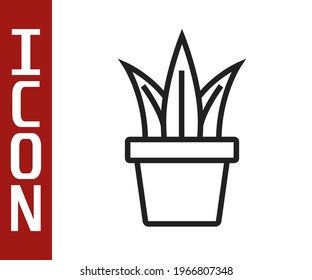 Black line Plant in pot icon isolated on white background. Plant growing in a pot. Potted plant sign.  Vector