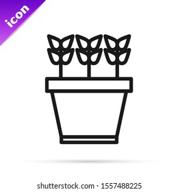 Black line Plants in pot icon isolated on white background. Plants growing in a pot. Potted plant sign.  Vector Illustration