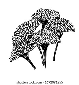 Schwarze, einfache Sterne einzeln auf weißem Hintergrund. Vektorillustration-Illustration von Blumen für Emblem, Ikone, Schönheitsdekoration. Handgezeichnetes Blumenbild mit Astra-Rundgang. Kunst für T-Shirt.